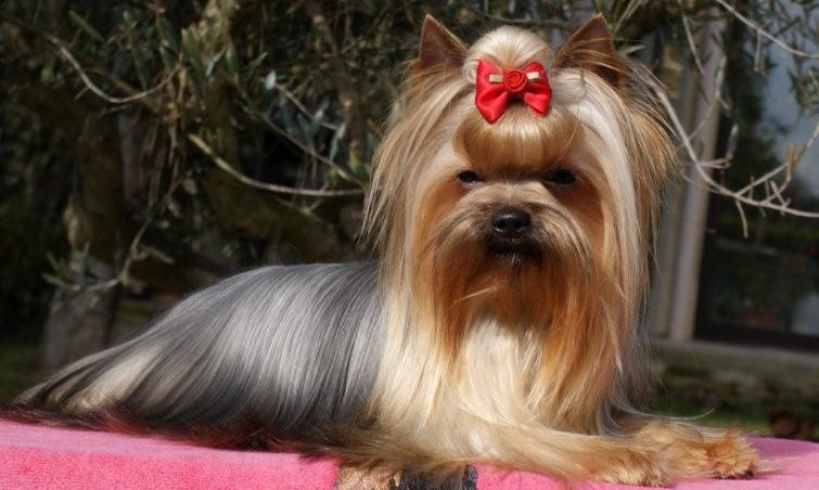 Publication : De Goopy And Co