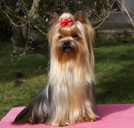 Publication : De Goopy And Co