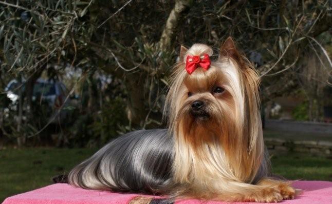 Publication : De Goopy And Co