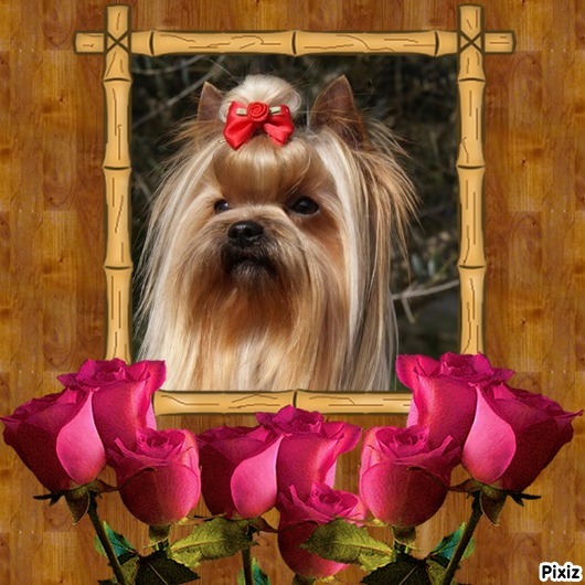 Publication : De Goopy And Co