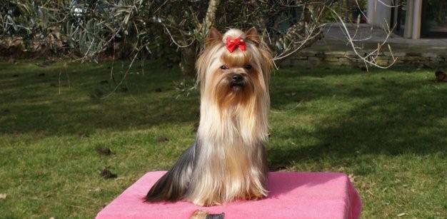 Publication : De Goopy And Co