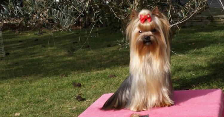 Publication : De Goopy And Co