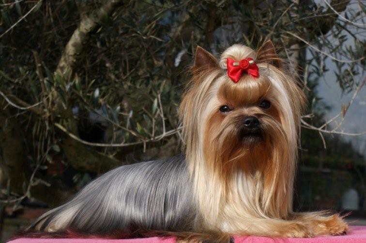 Publication : De Goopy And Co