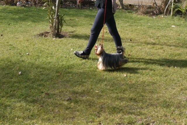 Publication : De Goopy And Co