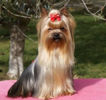 Publication : De Goopy And Co