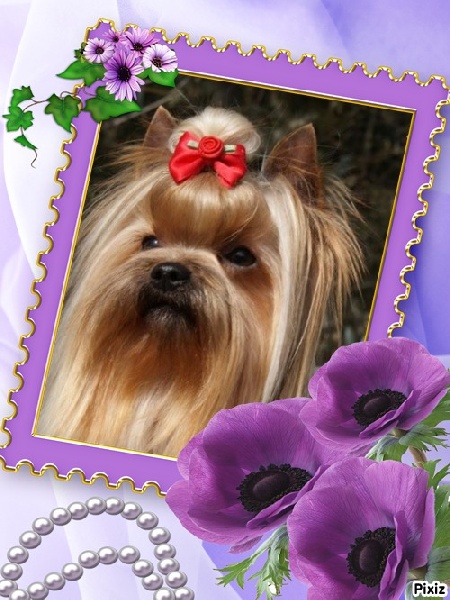 Publication : De Goopy And Co