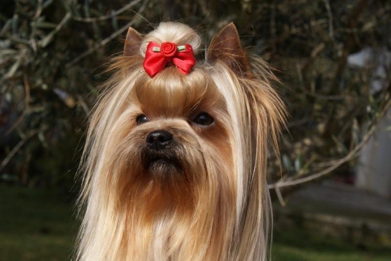 Publication : De Goopy And Co