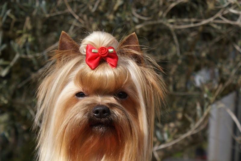 Publication : De Goopy And Co