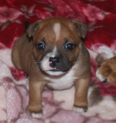 Les chiots de Staffordshire Bull Terrier