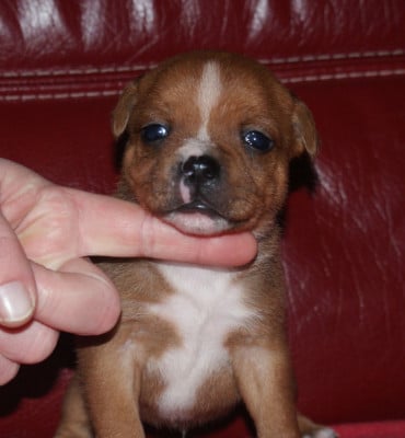 Les chiots de Staffordshire Bull Terrier