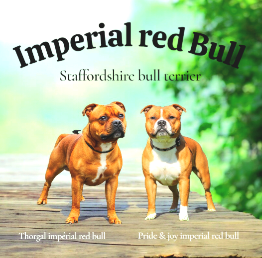 Staffordshire Bull Terrier - Imperial Red Bull