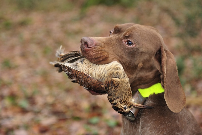 Publication : La Fuente Del Braco