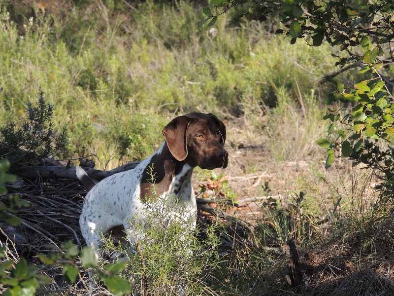 Publication : La Fuente Del Braco Auteur : Louis Navarro