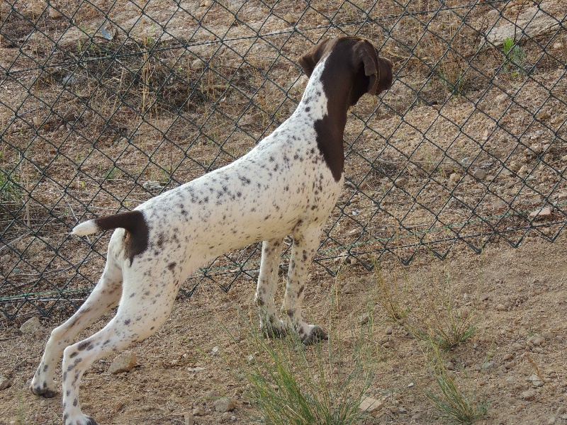 Publication : La Fuente Del Braco Auteur : Louis Navarro