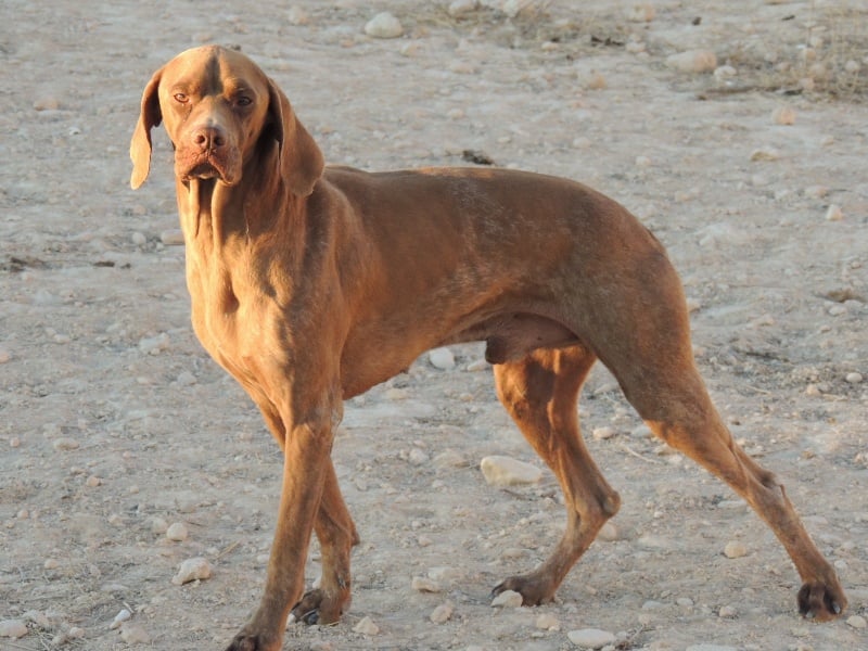 Publication : La Fuente Del Braco