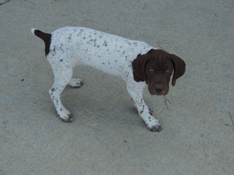 Publication : La Fuente Del Braco Auteur : Louis Navarro