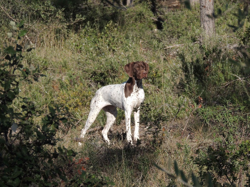 Publication : La Fuente Del Braco Auteur : Louis Navarro