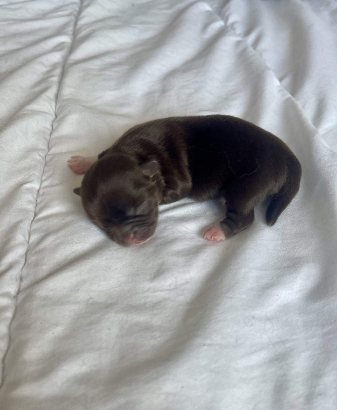 Chiot N°1 - Chihuahua