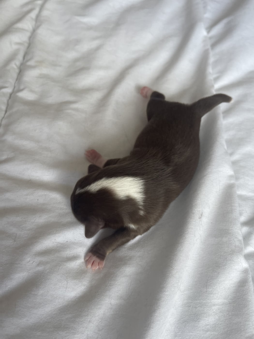 Chiot N°2 - Chihuahua