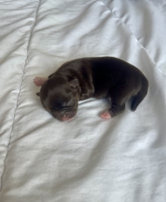 Les chiots de Chihuahua
