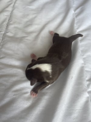Les chiots de Chihuahua