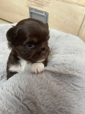 Les chiots de Chihuahua