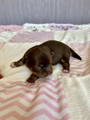 Les chiots de Chihuahua