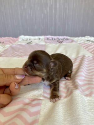 Les chiots de Chihuahua