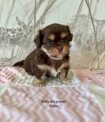 Les chiots de Chihuahua