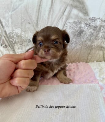 Les chiots de Chihuahua