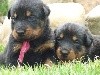 - DES NOUVELLES PHOTOS DES BEBES DE LAIKA ET IAGO DANS LEUR RUBRIQUE
