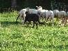 - VIDEO DE NIKI DU GRAND BUECH AU TROUPEAU