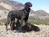 - Les chiots en ballade au chevalet avec Niki du grand buech