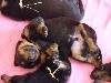 - NOUVELLES PHOTOS DES BEBES DE NIKI ET GAILLARD