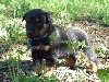 - Ballade en forêt pour les chiots de laika et iago