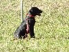 - ORINKA LA MASCOTTE DU STAGE INITIATION TROUPEAU DU 13-14 OCT 2018