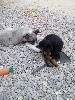 - DES NOUVELLES DE ORKA DANS SA NOUVELLE FAMILLE