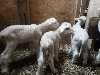 - NAISSANCE DES AGNEAUX DU GRAND BUECH !!