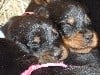 - ALBUM DES BEBES DE LAIKA ET IAGO