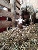 - Naissance au grand buech