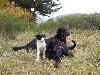 - Le Gaillard et Olga du grand buech avec O'Glencoe