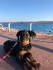 - ODJY DU GRAND BUECH SUR LA PROMENADE DES ANGLAIS