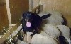 - POURQUOI LE BEAUCERON AU TROUPEAU ?