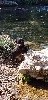 - ONYX DU GRAND BUECH
