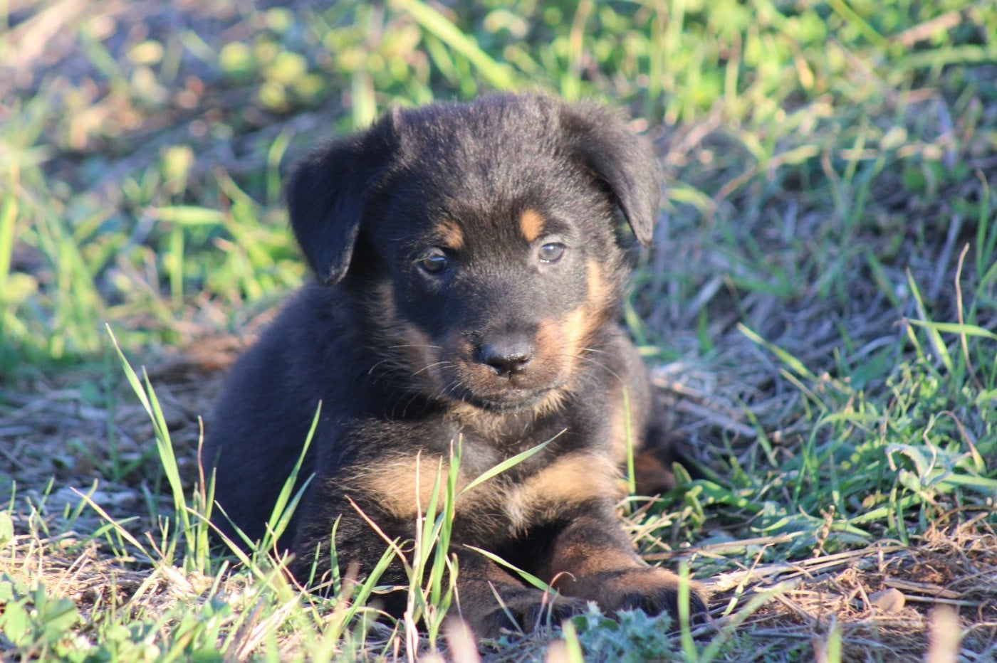 CHIOT 1 - Berger de Beauce