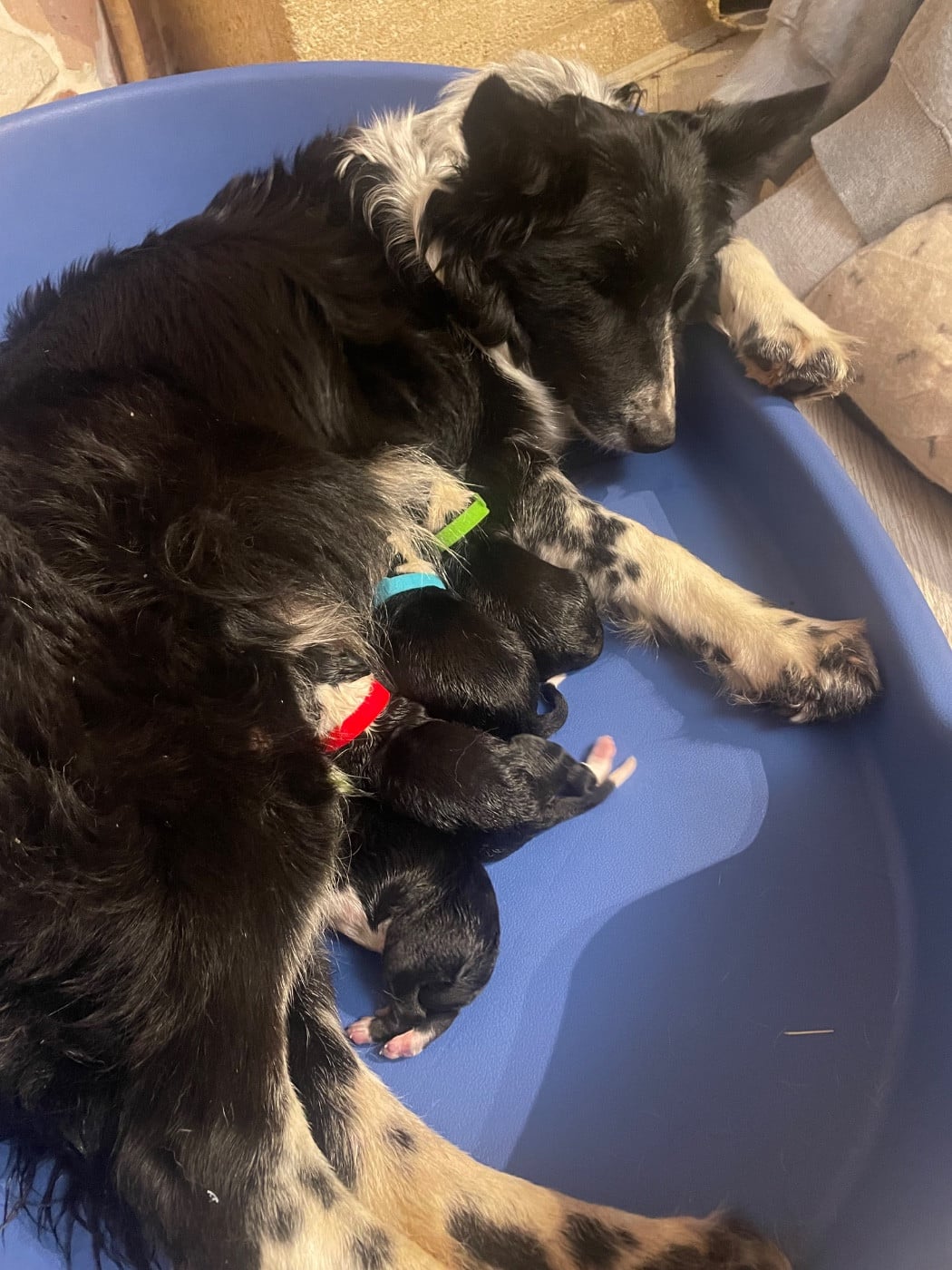 CHIOT 6 - Border Collie