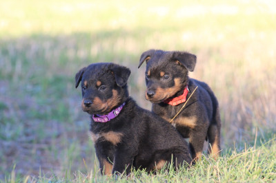 Les chiots de Berger de Beauce