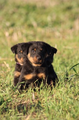 Les chiots de Berger de Beauce