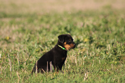 Les chiots de Berger de Beauce