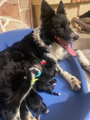 Les chiots de Border Collie